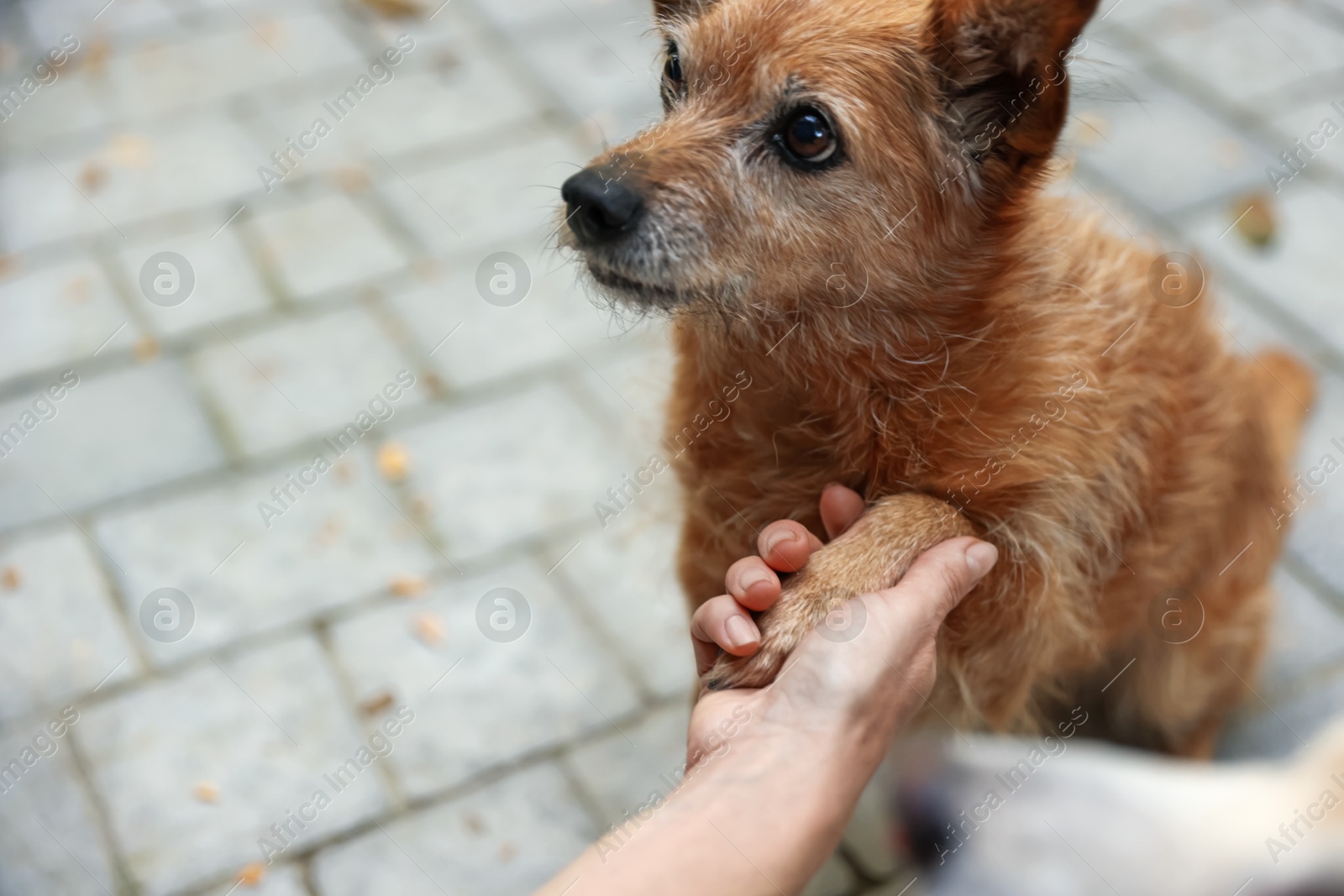 Photo of Volunteer with cute stray dog outdoors, closeup. Space for text