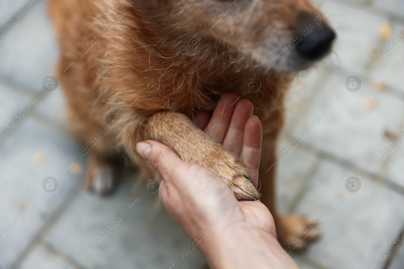 Photo of Volunteer with cute stray dog outdoors, closeup
