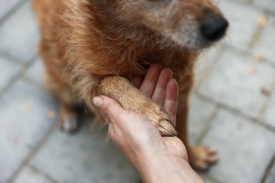 Photo of Volunteer with cute stray dog outdoors, closeup