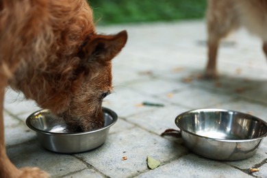 Photo of Animal volunteer. Cute dogs eating pet food outdoors, closeup