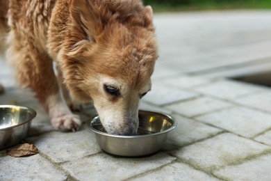 Photo of Animal volunteer. Cute dogs eating pet food outdoors, closeup