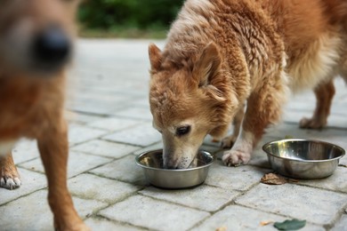 Photo of Animal volunteer. Cute dogs eating pet food outdoors, closeup