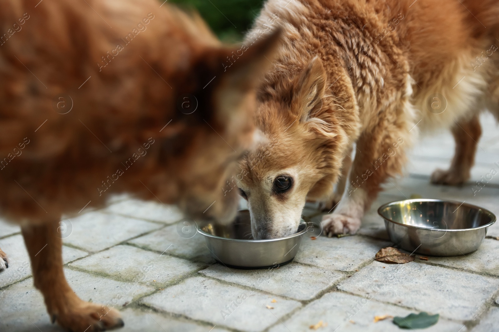 Photo of Animal volunteer. Cute dogs eating pet food outdoors, closeup