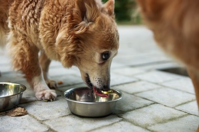 Photo of Animal volunteer. Cute dogs eating pet food outdoors, closeup