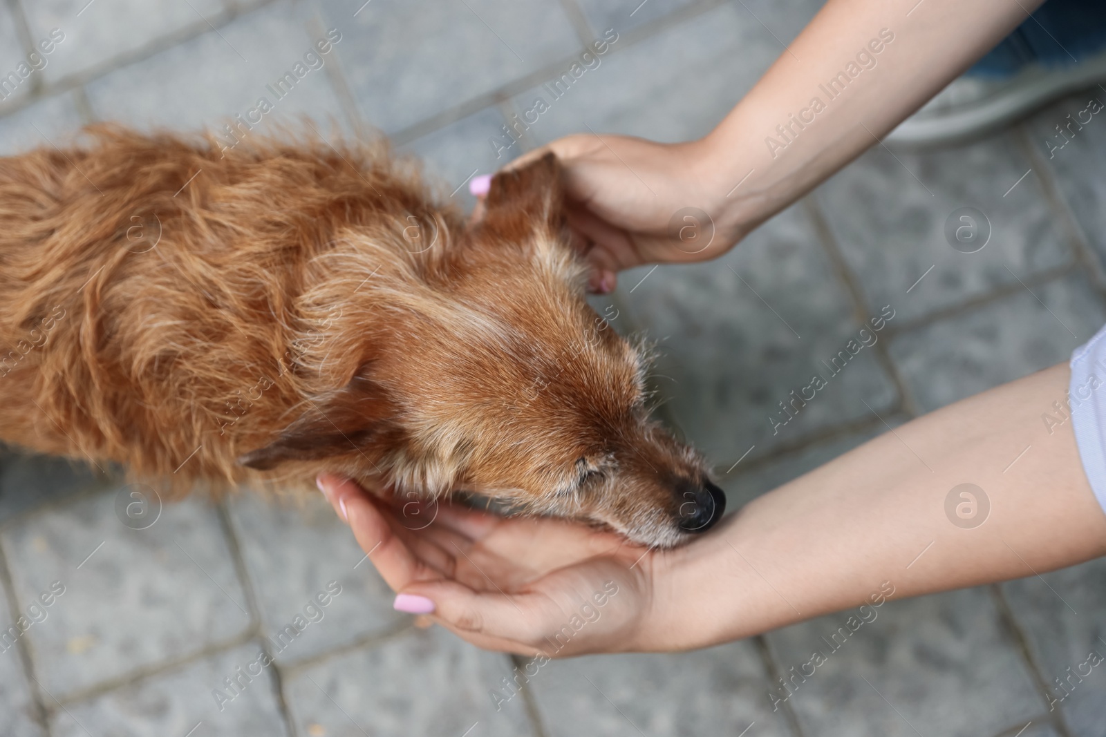 Photo of Woman with her cute dog outdoors, closeup
