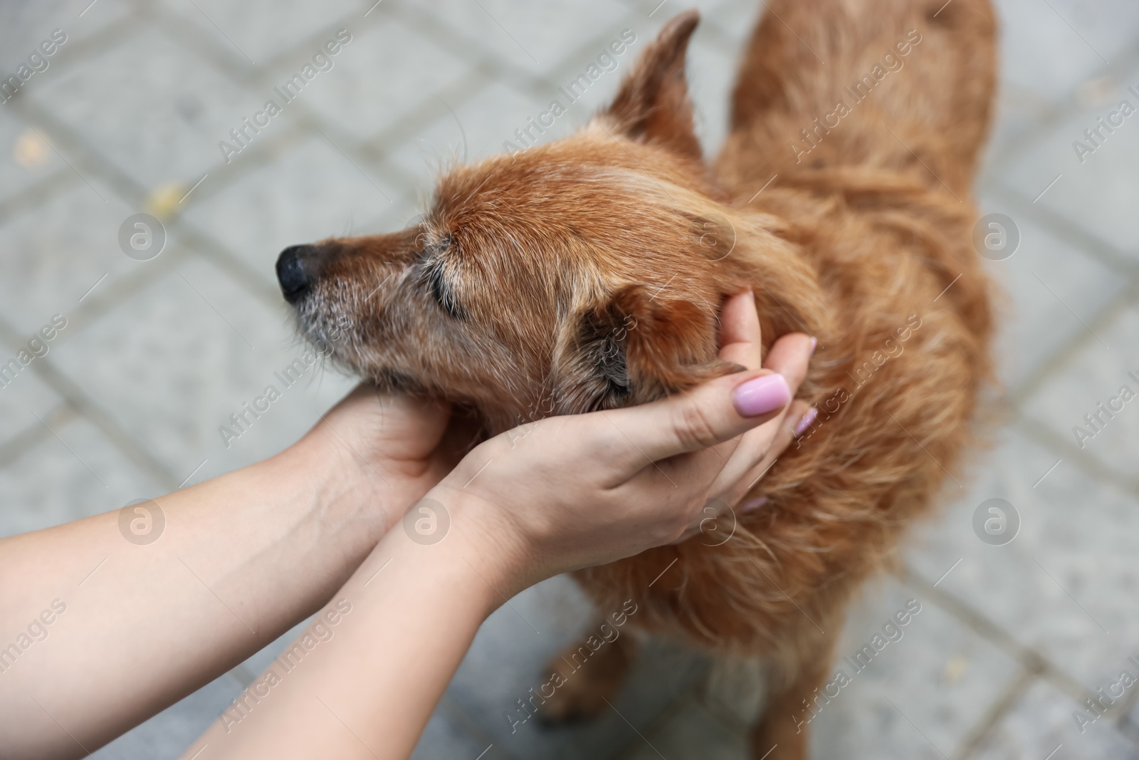 Photo of Woman with her cute dog outdoors, closeup