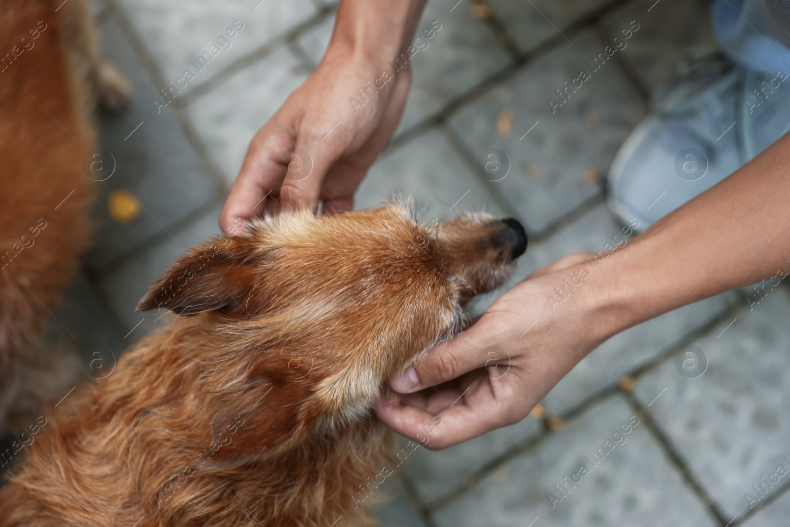Photo of Man with his cute dog outdoors, closeup