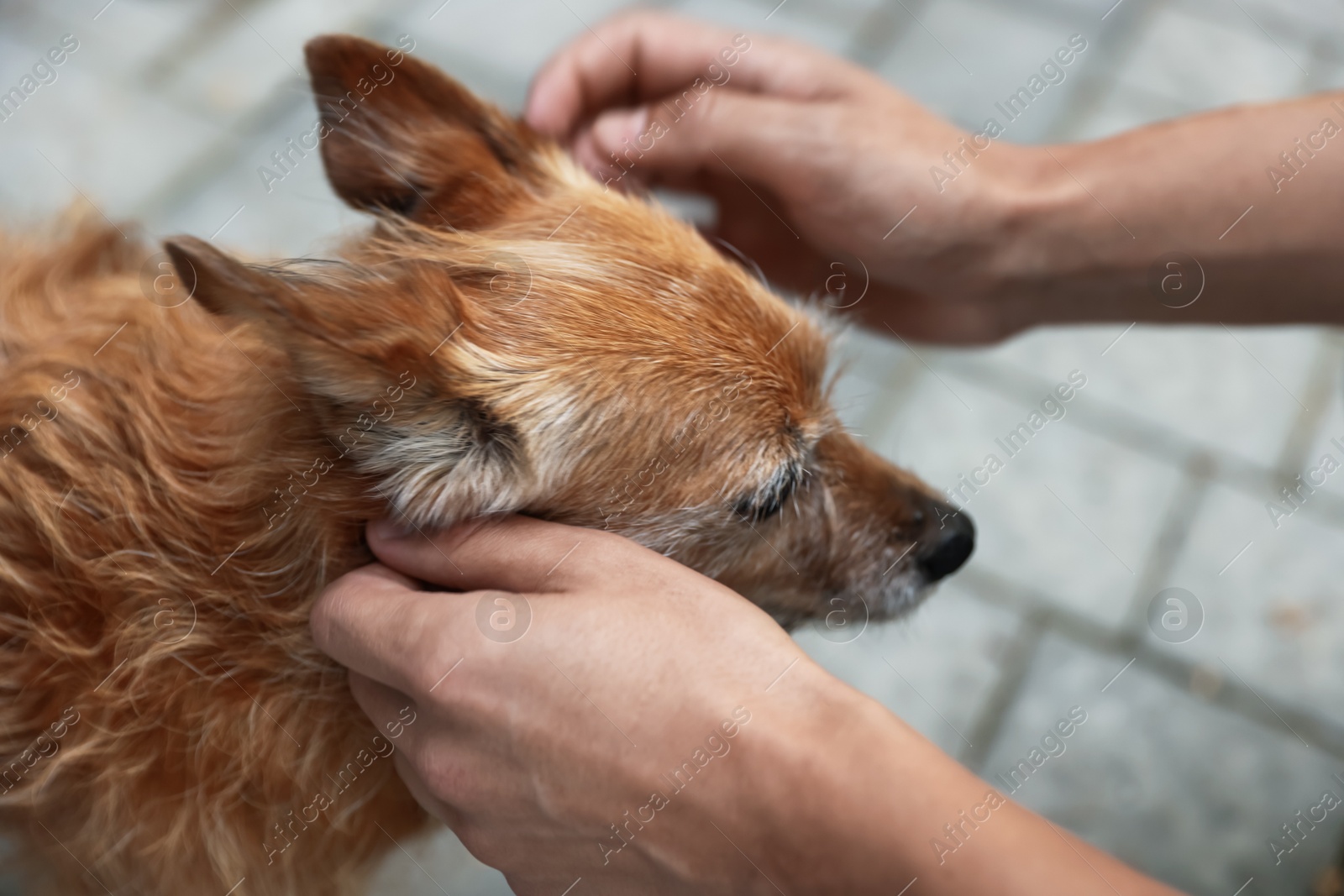 Photo of Man with his cute dog outdoors, closeup