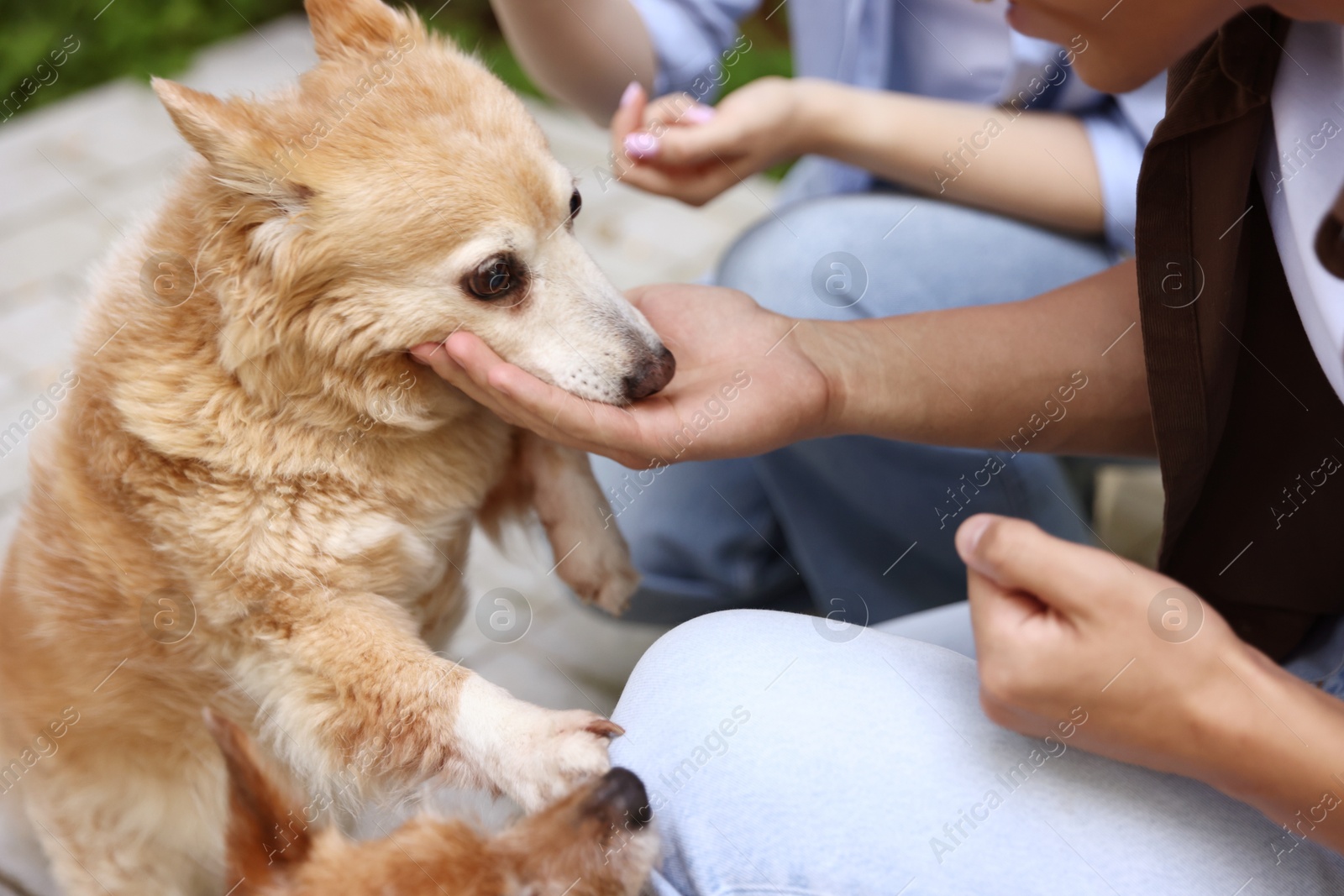 Photo of Couple with their cute dogs outdoors, closeup
