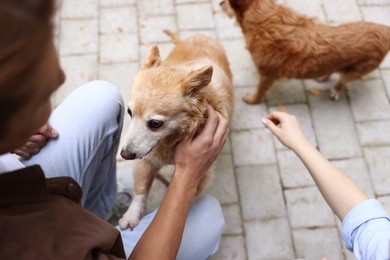 Photo of Couple with their cute dogs outdoors, closeup