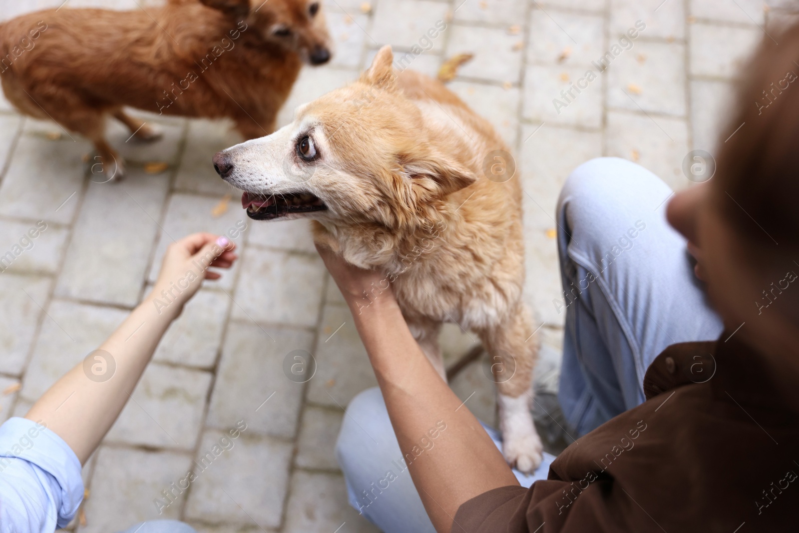 Photo of Couple with their cute dogs outdoors, closeup