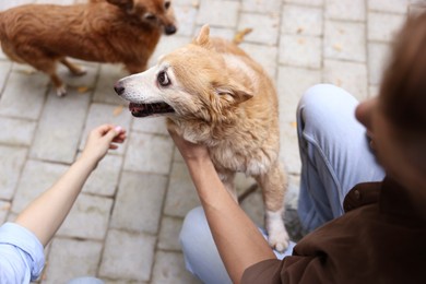 Photo of Couple with their cute dogs outdoors, closeup