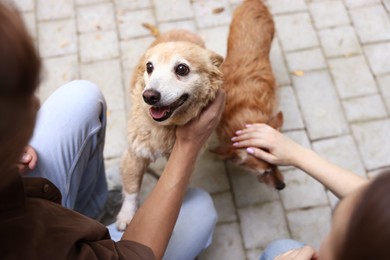 Photo of Couple with their cute dogs outdoors, closeup