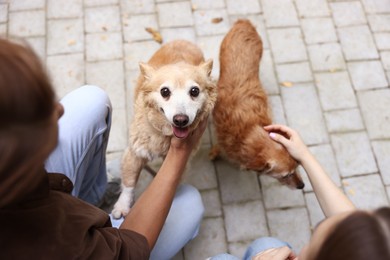 Photo of Couple with their cute dogs outdoors, closeup