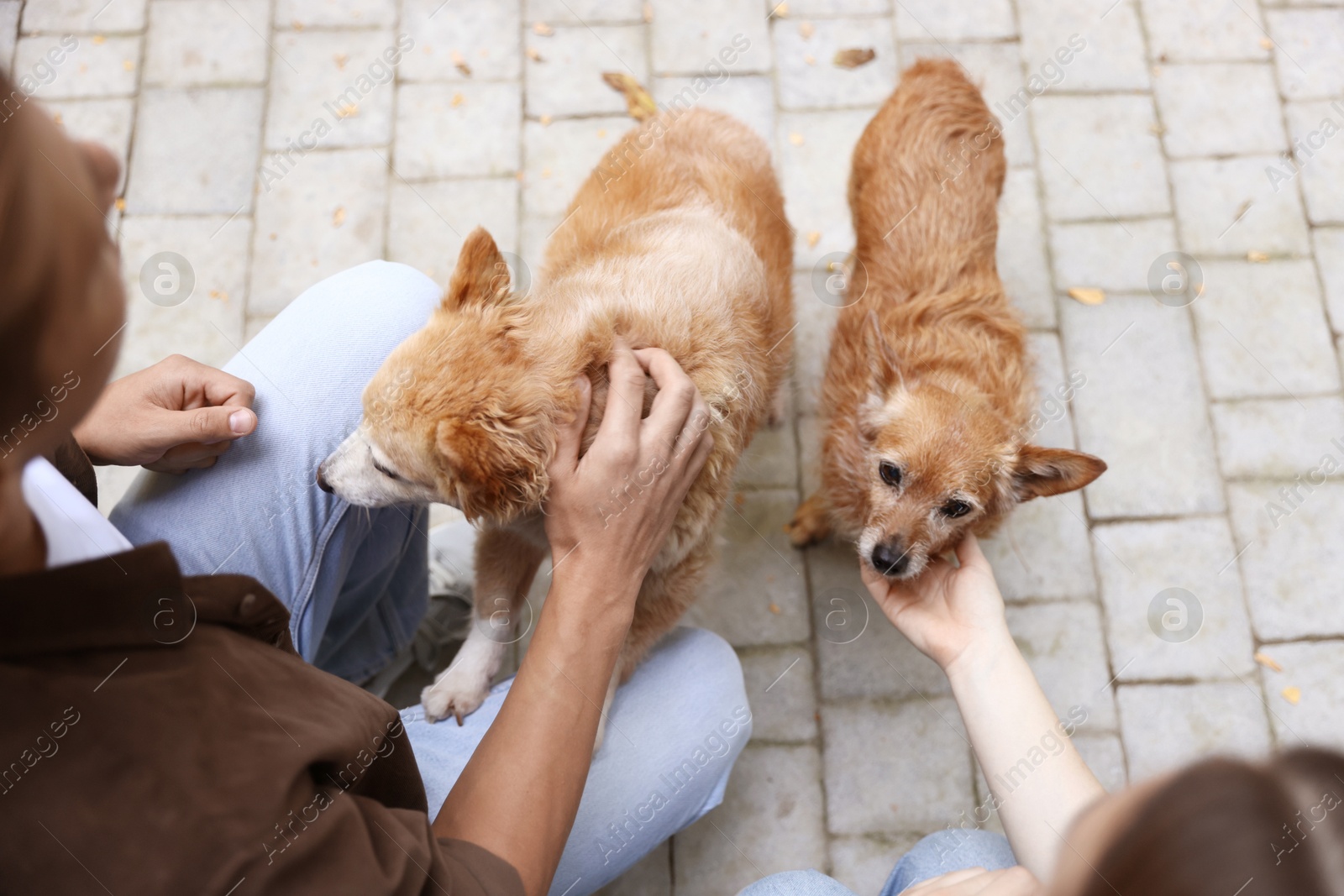 Photo of Couple with their cute dogs outdoors, closeup