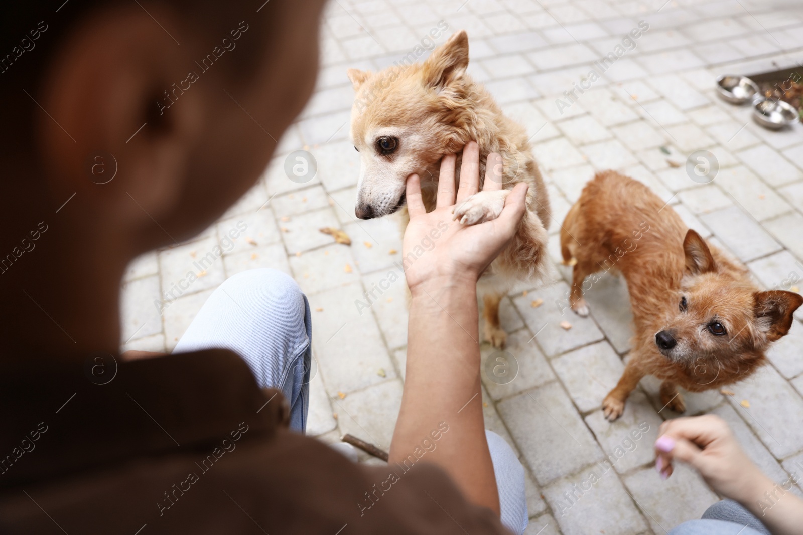 Photo of Couple with their cute dogs outdoors, closeup