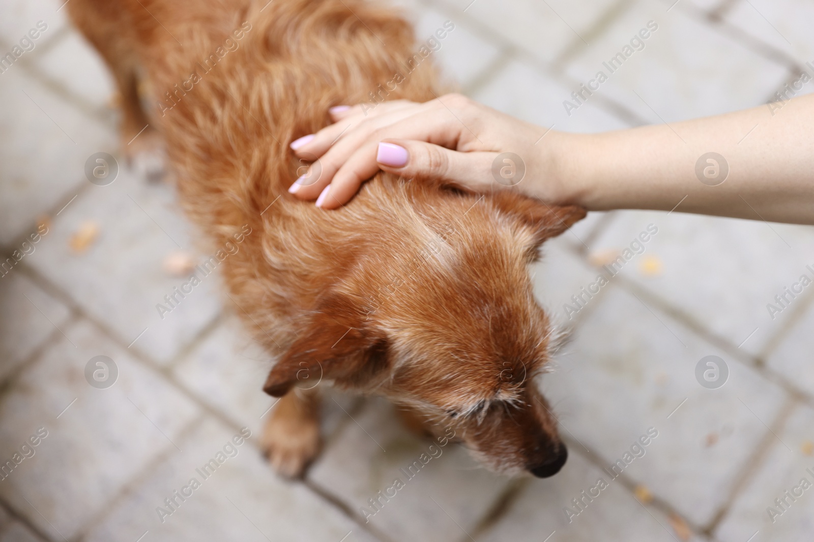 Photo of Woman with her cute dog outdoors, closeup