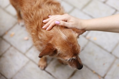 Photo of Woman with her cute dog outdoors, closeup