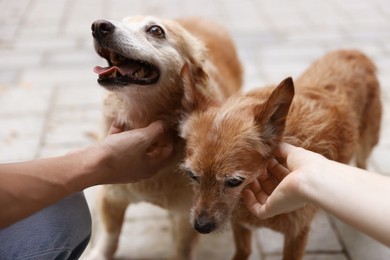 Photo of Couple with their cute dogs outdoors, closeup