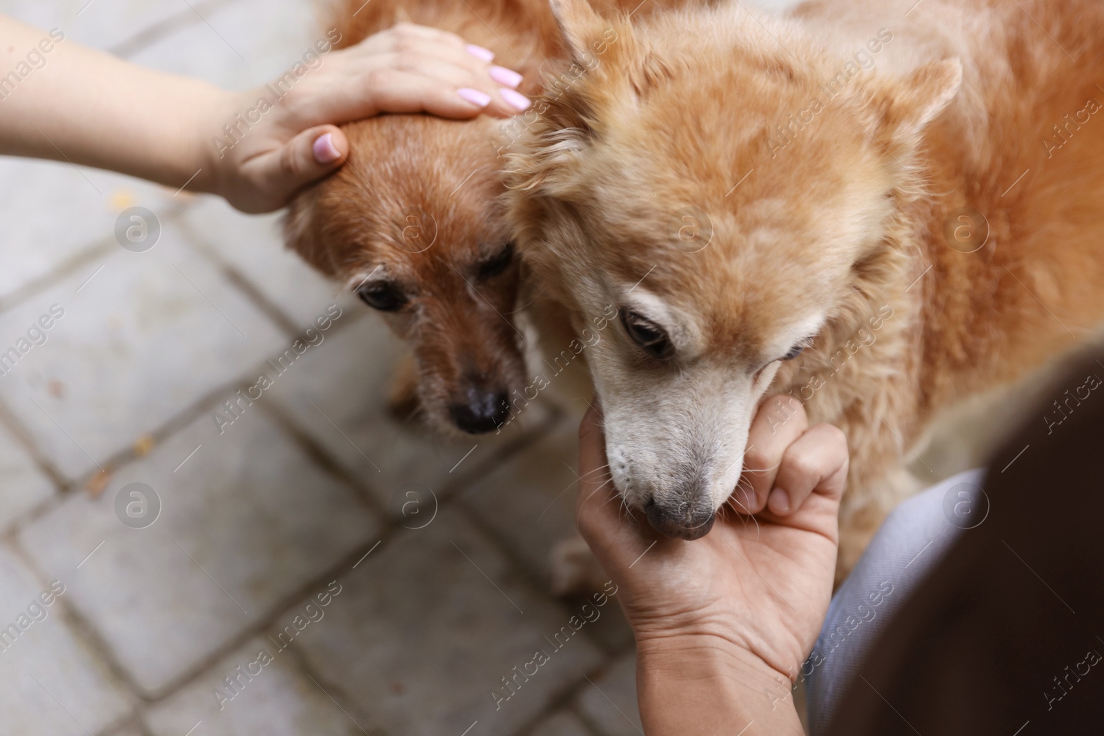 Photo of Couple with their cute dogs outdoors, closeup