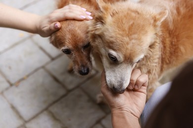 Photo of Couple with their cute dogs outdoors, closeup