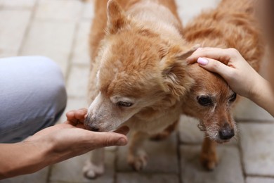Photo of Couple with their cute dogs outdoors, closeup