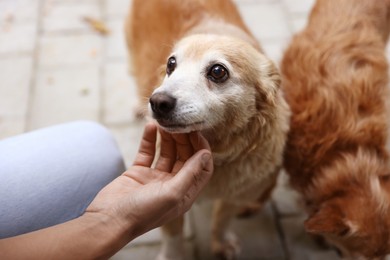 Photo of Man with his cute dogs outdoors, closeup