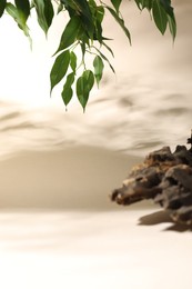 Photo of Promotion. Green leaves and driftwood on beige background