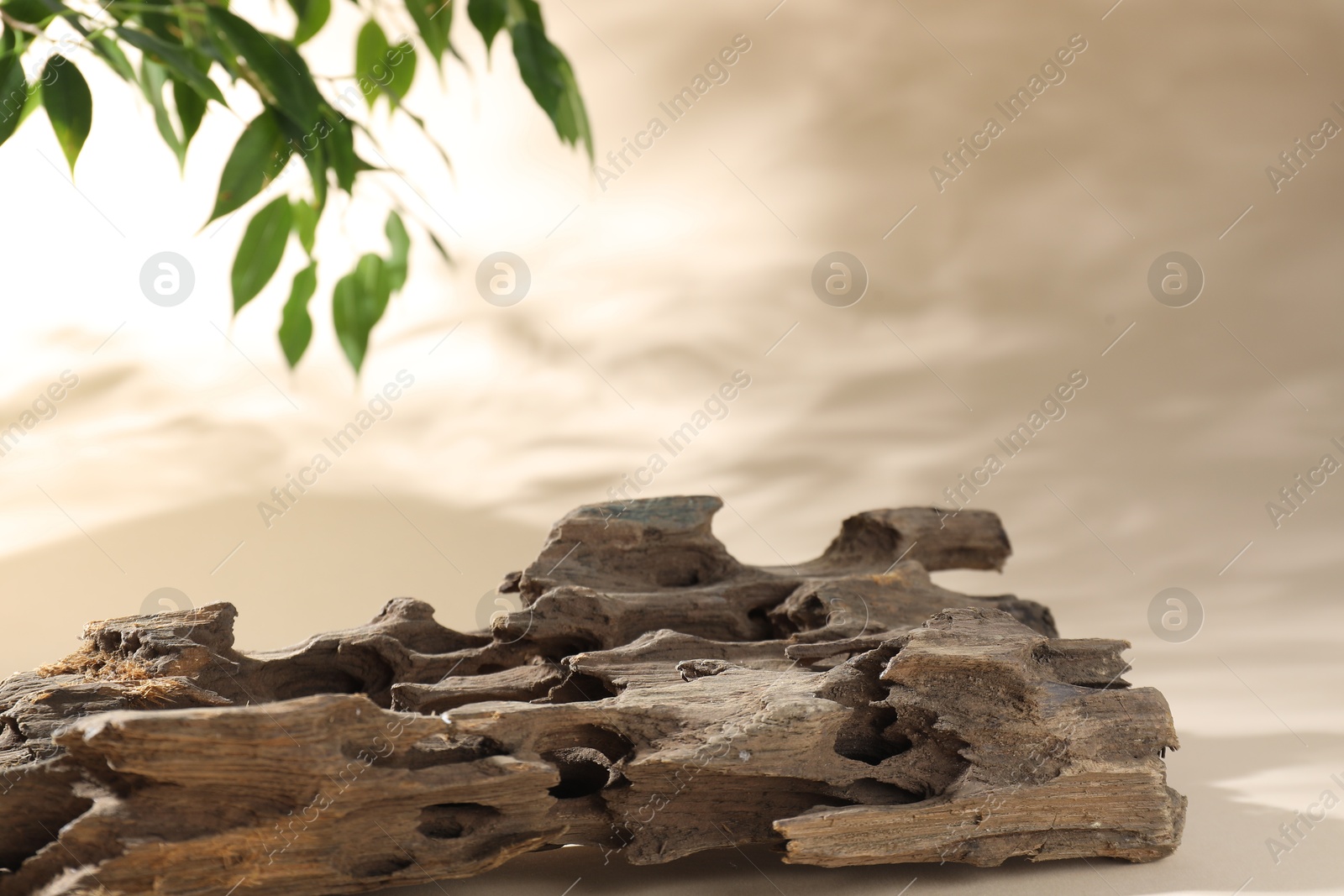 Photo of Promotion. Driftwood and green leaves on beige background, closeup