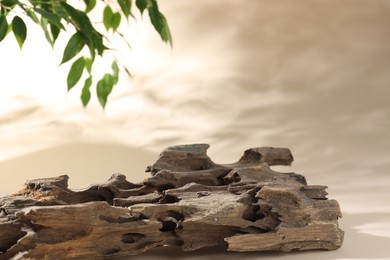 Photo of Promotion. Driftwood and green leaves on beige background, closeup