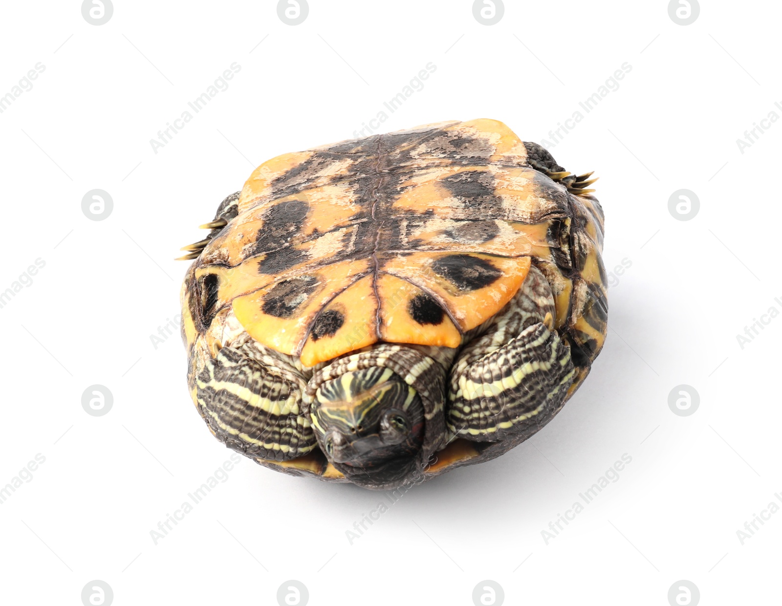 Photo of Beautiful turtle (Red-eared slider) on white background