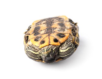 Photo of Beautiful turtle (Red-eared slider) on white background