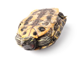 Photo of Beautiful turtle (Red-eared slider) on white background