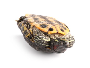 Photo of Beautiful turtle (Red-eared slider) on white background
