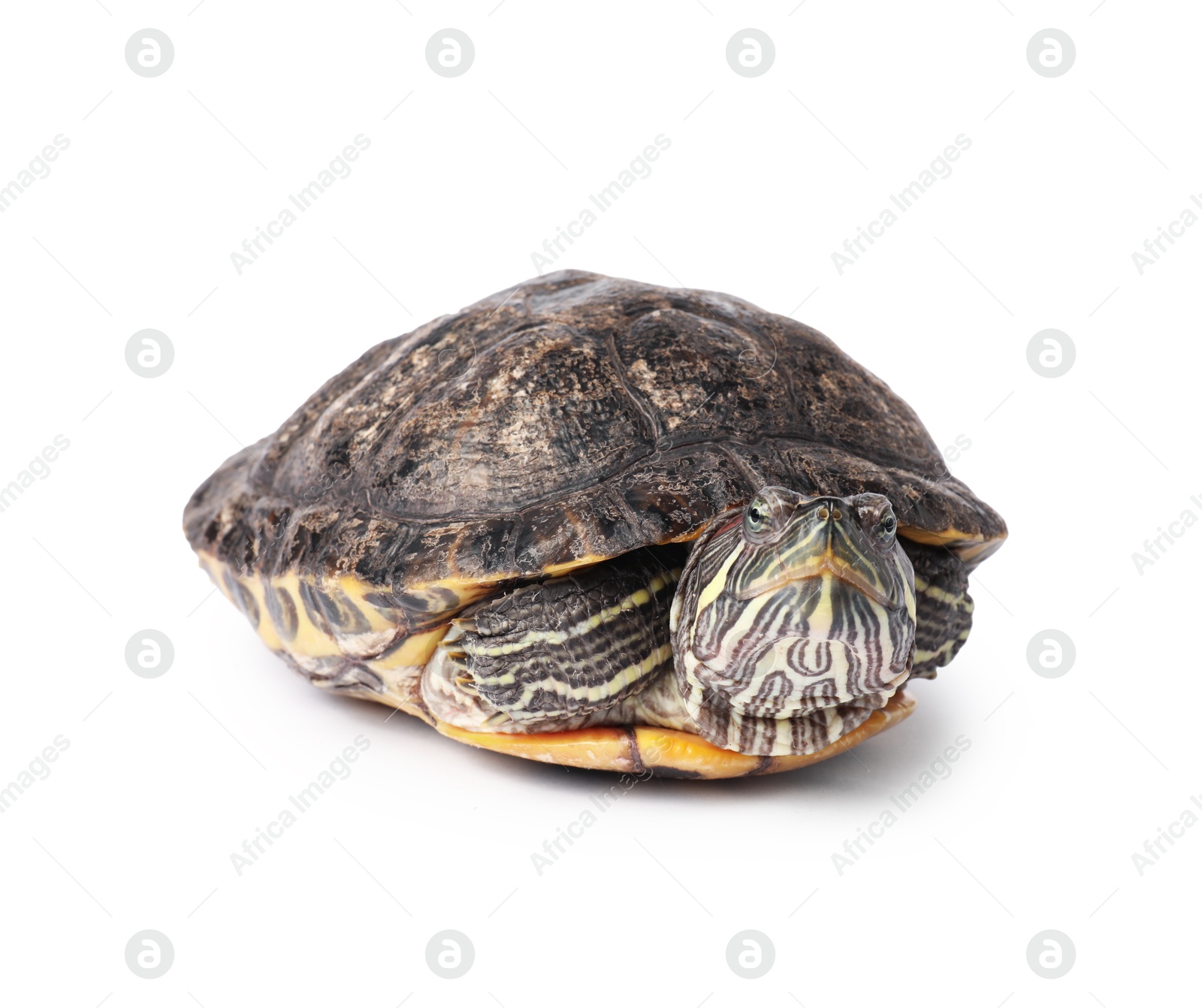 Photo of Beautiful turtle (Red-eared slider) on white background