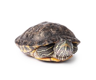 Photo of Beautiful turtle (Red-eared slider) on white background