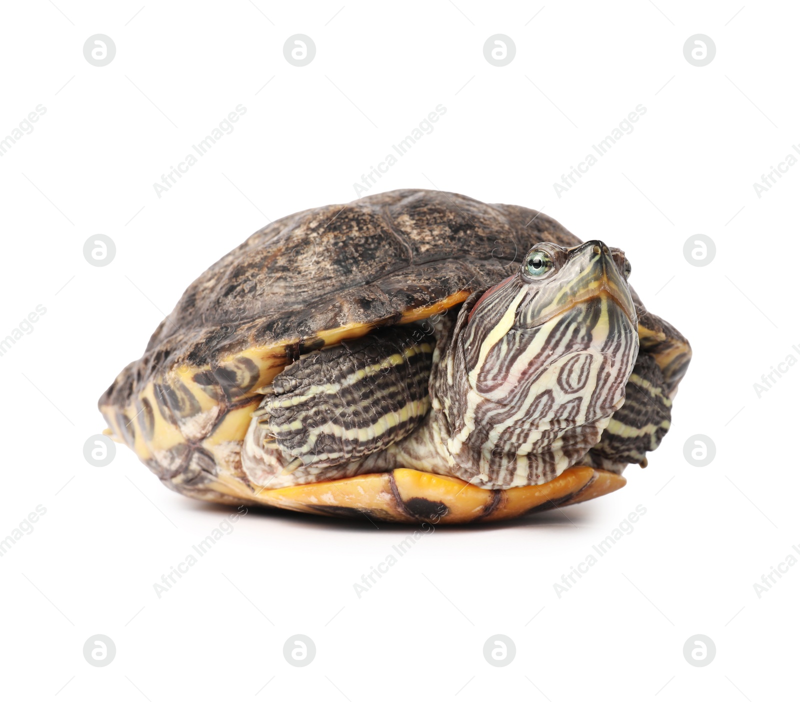 Photo of Beautiful turtle (Red-eared slider) on white background