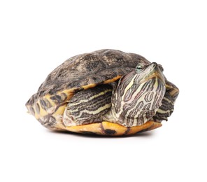 Photo of Beautiful turtle (Red-eared slider) on white background