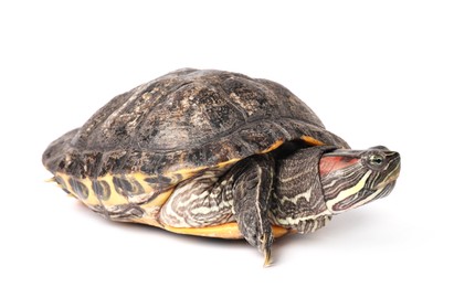 Photo of Beautiful turtle (Red-eared slider) on white background