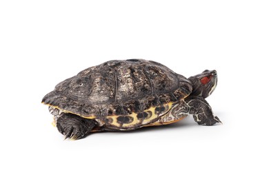 Photo of Beautiful turtle (Red-eared slider) on white background