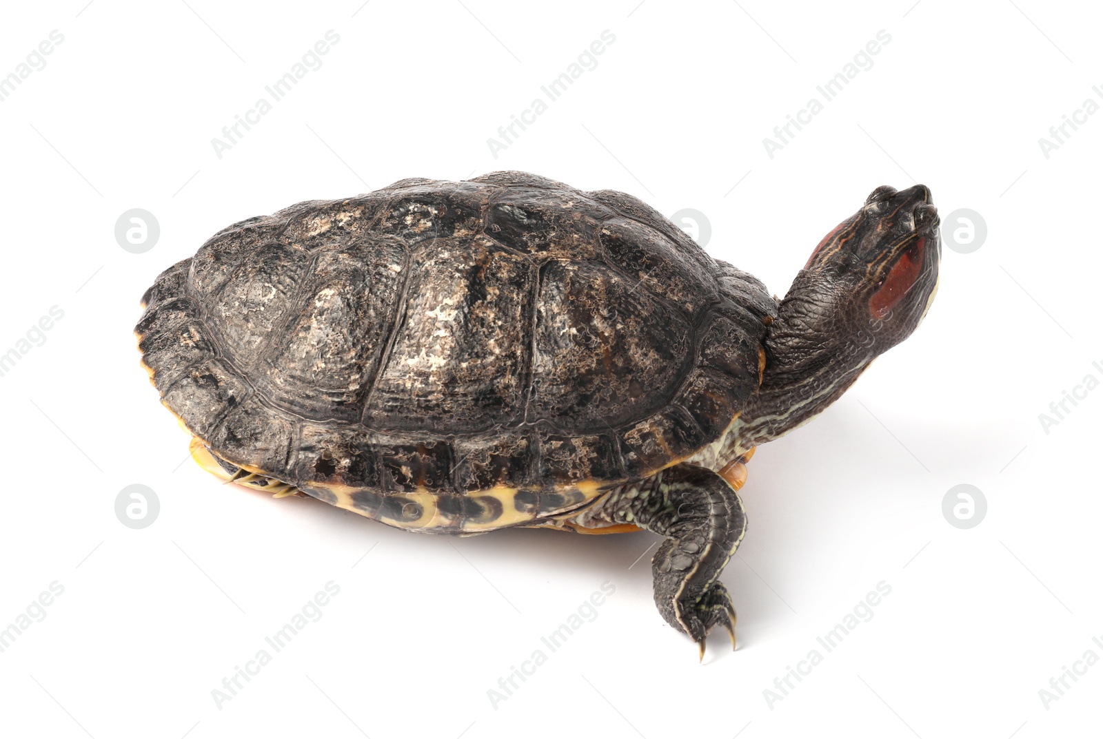 Photo of Beautiful turtle (Red-eared slider) on white background