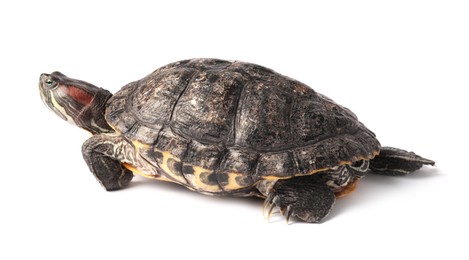 Photo of Beautiful turtle (Red-eared slider) on white background