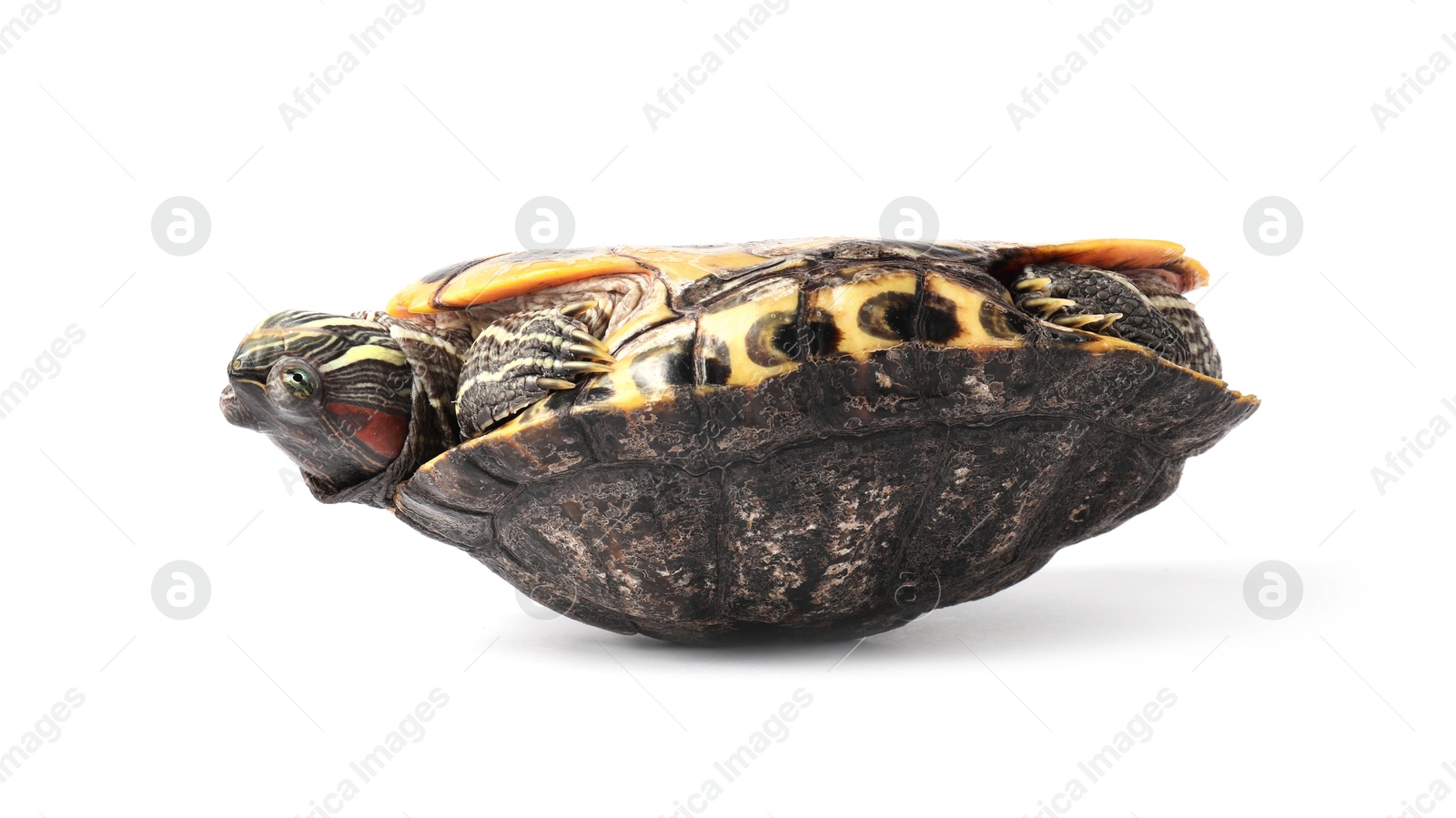 Photo of Beautiful turtle (Red-eared slider) on white background