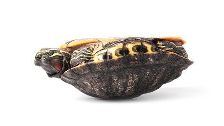Photo of Beautiful turtle (Red-eared slider) on white background