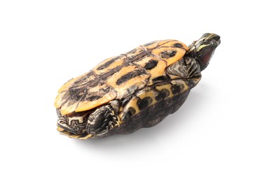 Photo of Beautiful turtle (Red-eared slider) on white background
