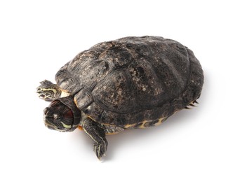Photo of Beautiful turtle (Red-eared slider) on white background