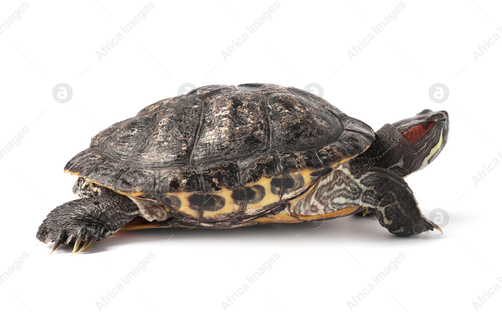 Photo of Beautiful turtle (Red-eared slider) on white background
