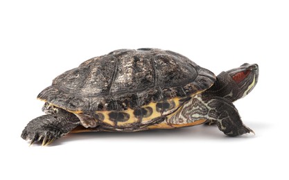 Photo of Beautiful turtle (Red-eared slider) on white background