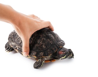 Photo of Woman touching turtle (Red-eared slider) on white background, closeup