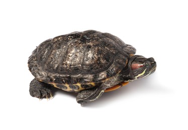 Photo of Beautiful turtle (Red-eared slider) on white background